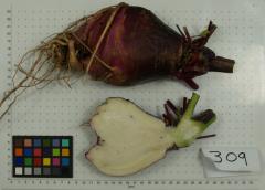 ROOT